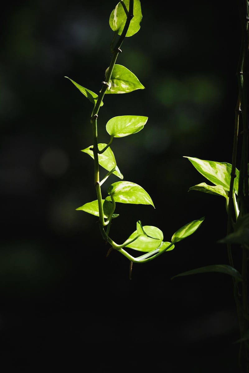 Pothos